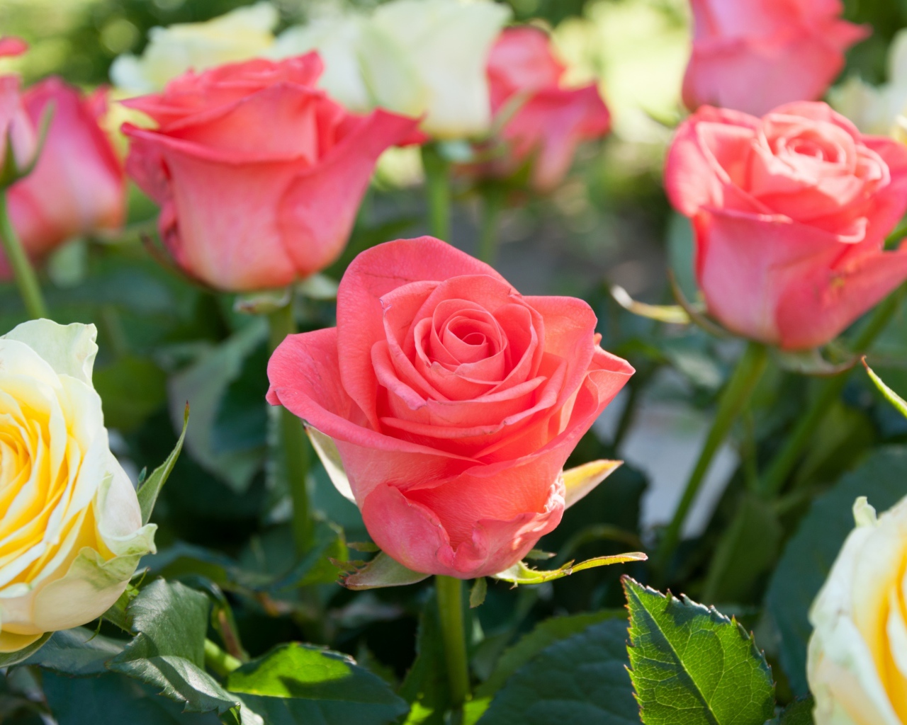 Розовые и желтые розы крупным планом