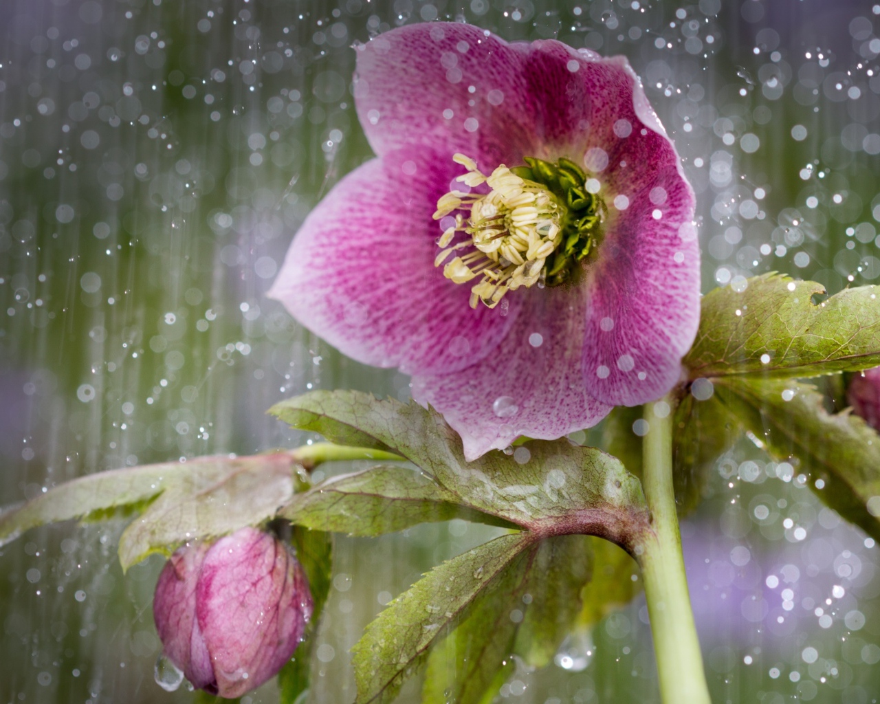 Розовый цветок анемона под дождем 
