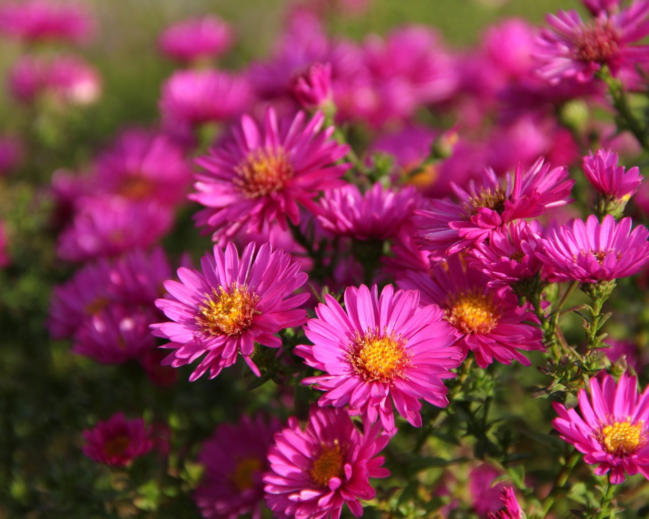 Розовые осенние цветы астры