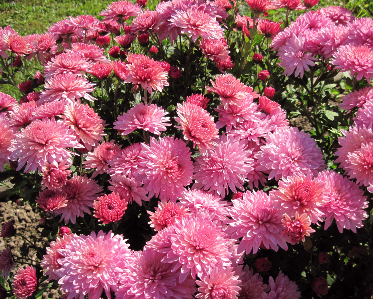 Розовые осенние цветы хризантемы на клумбе