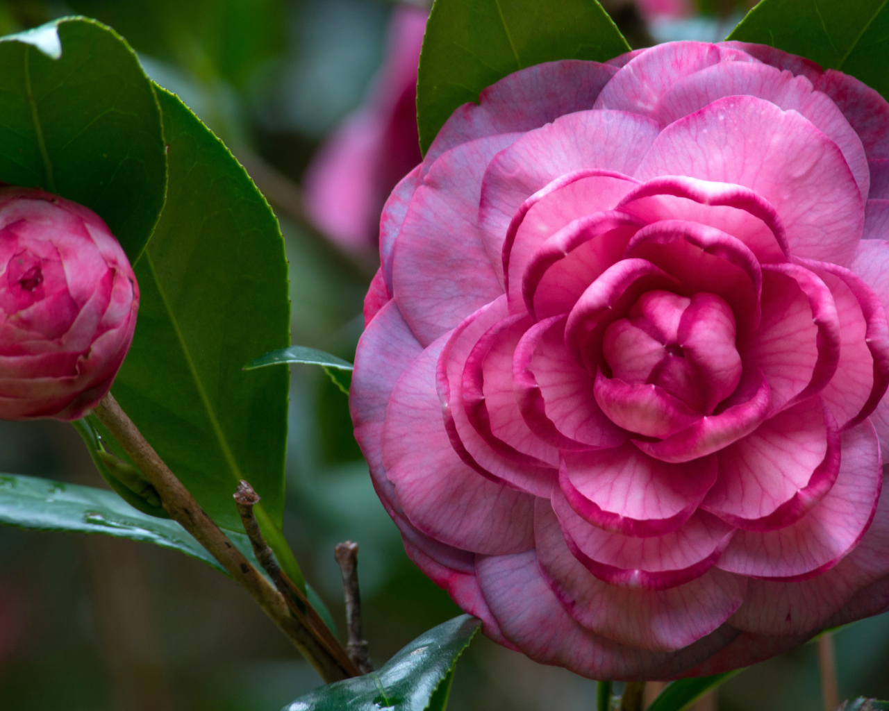 Розовый красивый цветок камелия 