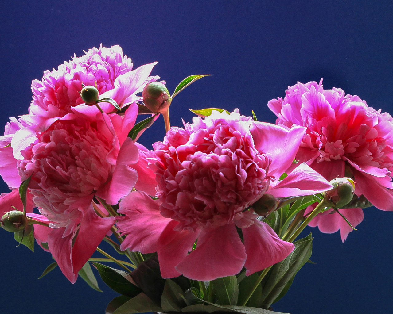 Розовые красивые пионы на голубом фоне