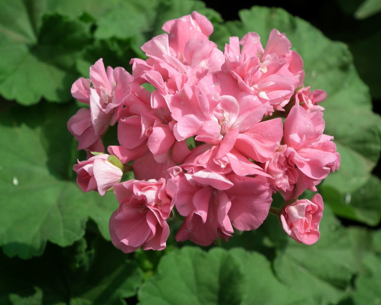 Розовый цветущий цветок герань крупным планом