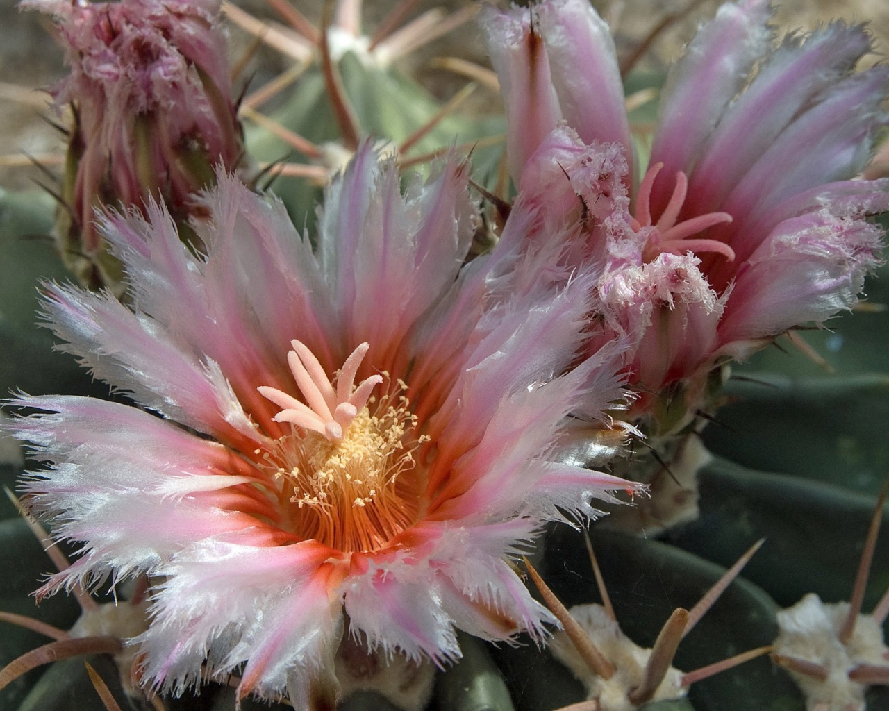 Розовые цветы кактуса крупным планом 