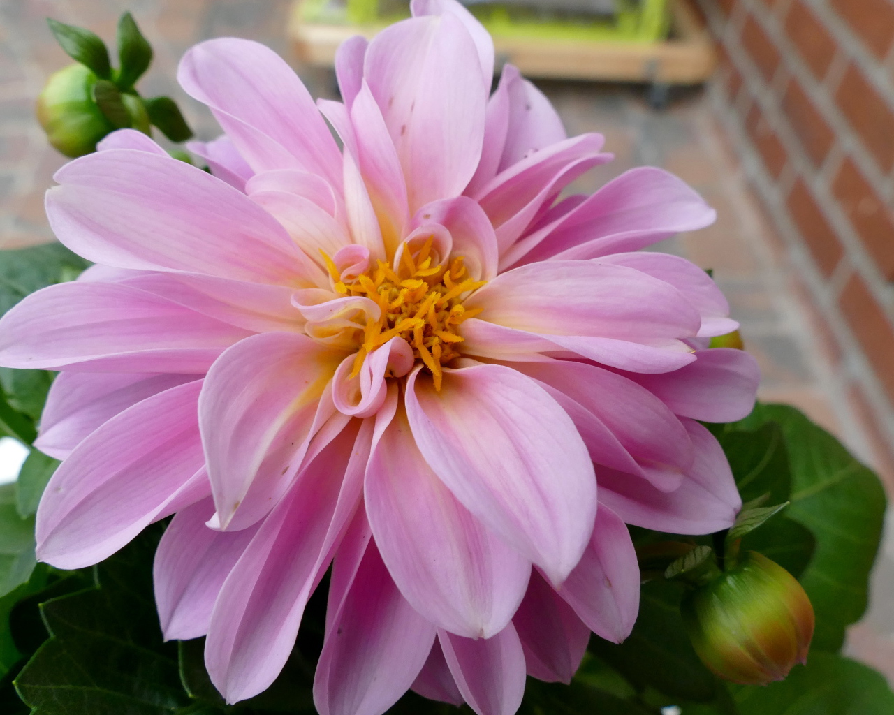 Розовая георгина с большими лепестками 