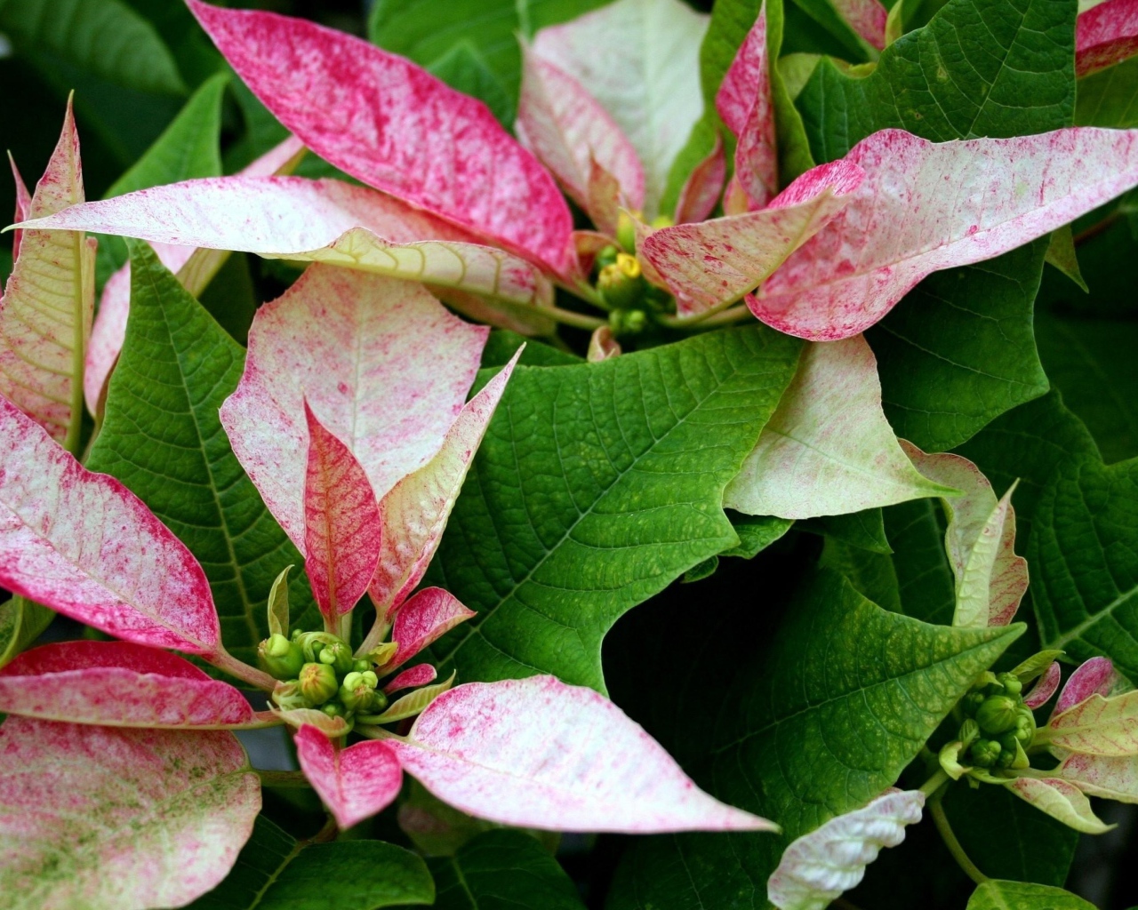 Розовые цветы Пуансеттия с зелеными листьями