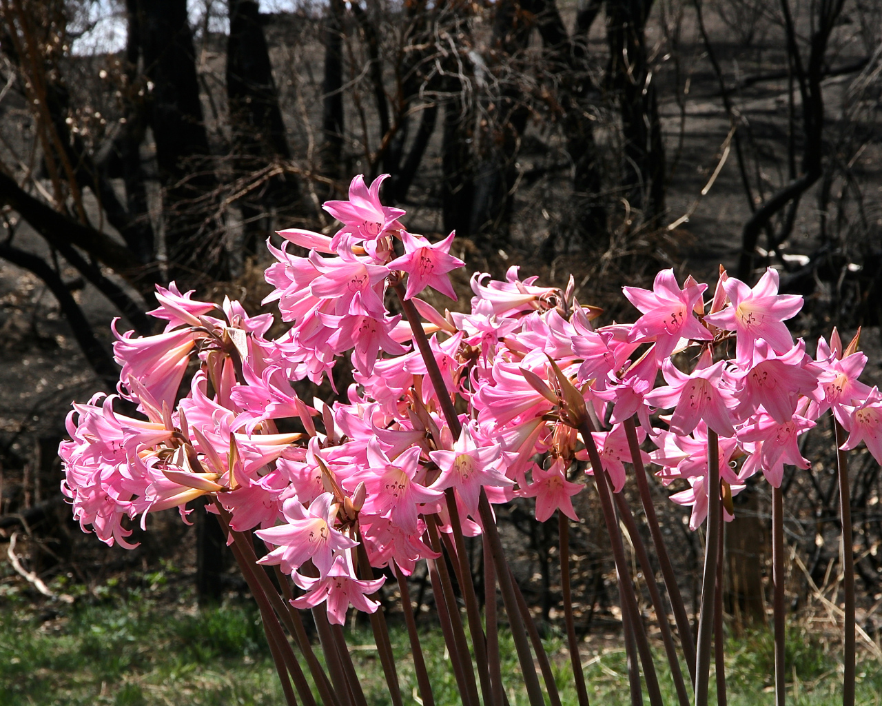 Розовые цветы амариллис крупным планом