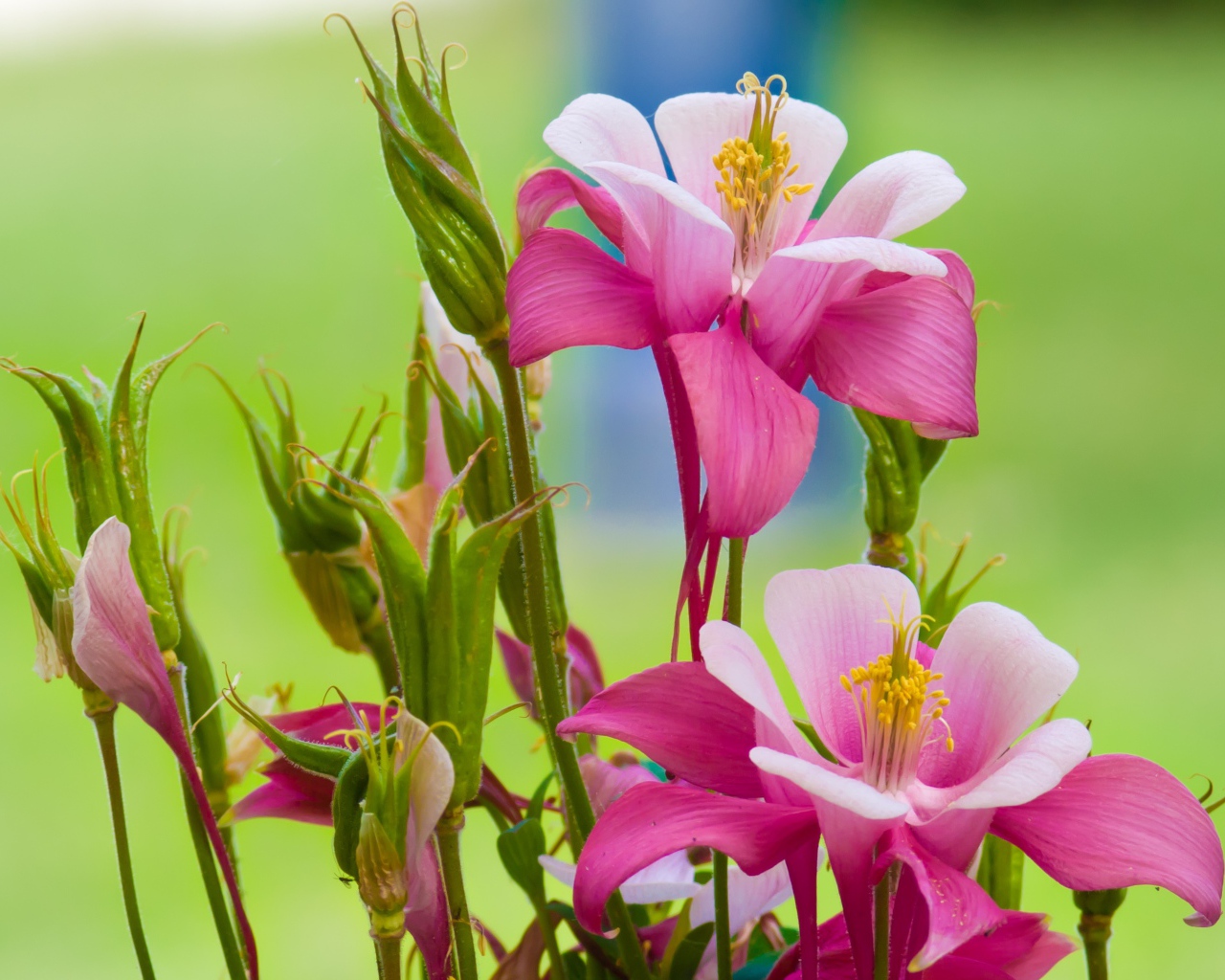 Розовые цветы водосбор на зеленом фоне 