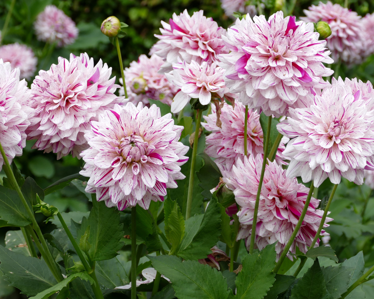 Розовые цветы георгины крупным планом