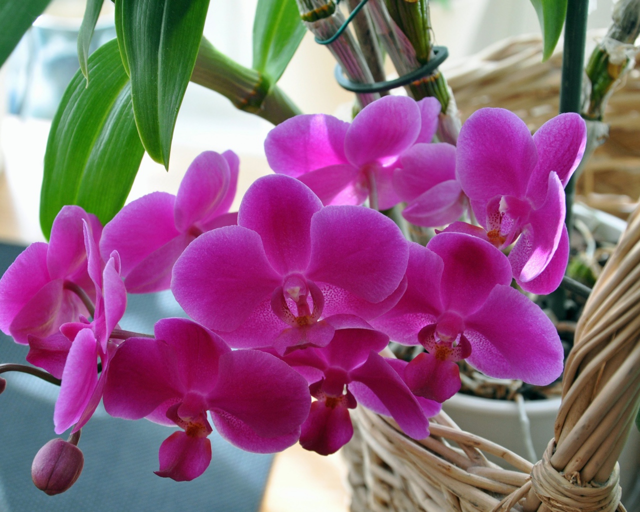 Розовые цветы цветы орхидеи  в корзине 