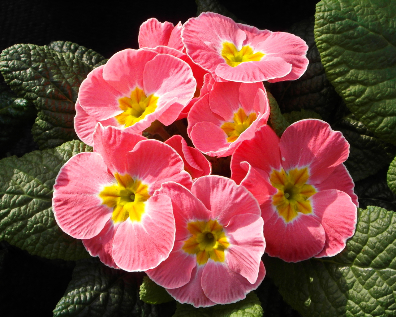 Розовые цветы примула крупным планом