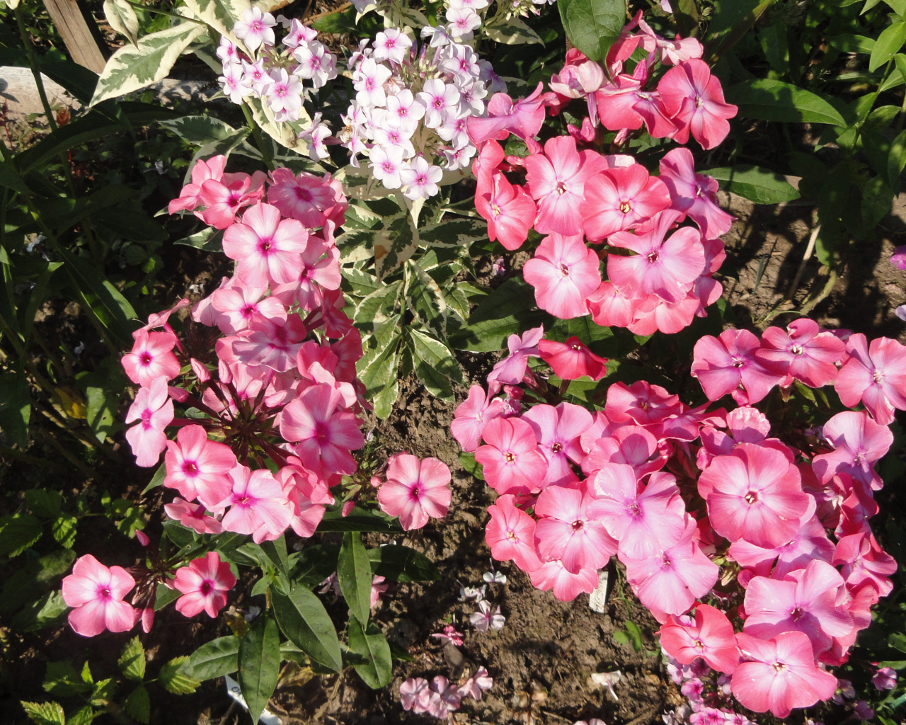 Розовые садовые цветы флоксы крупным планом