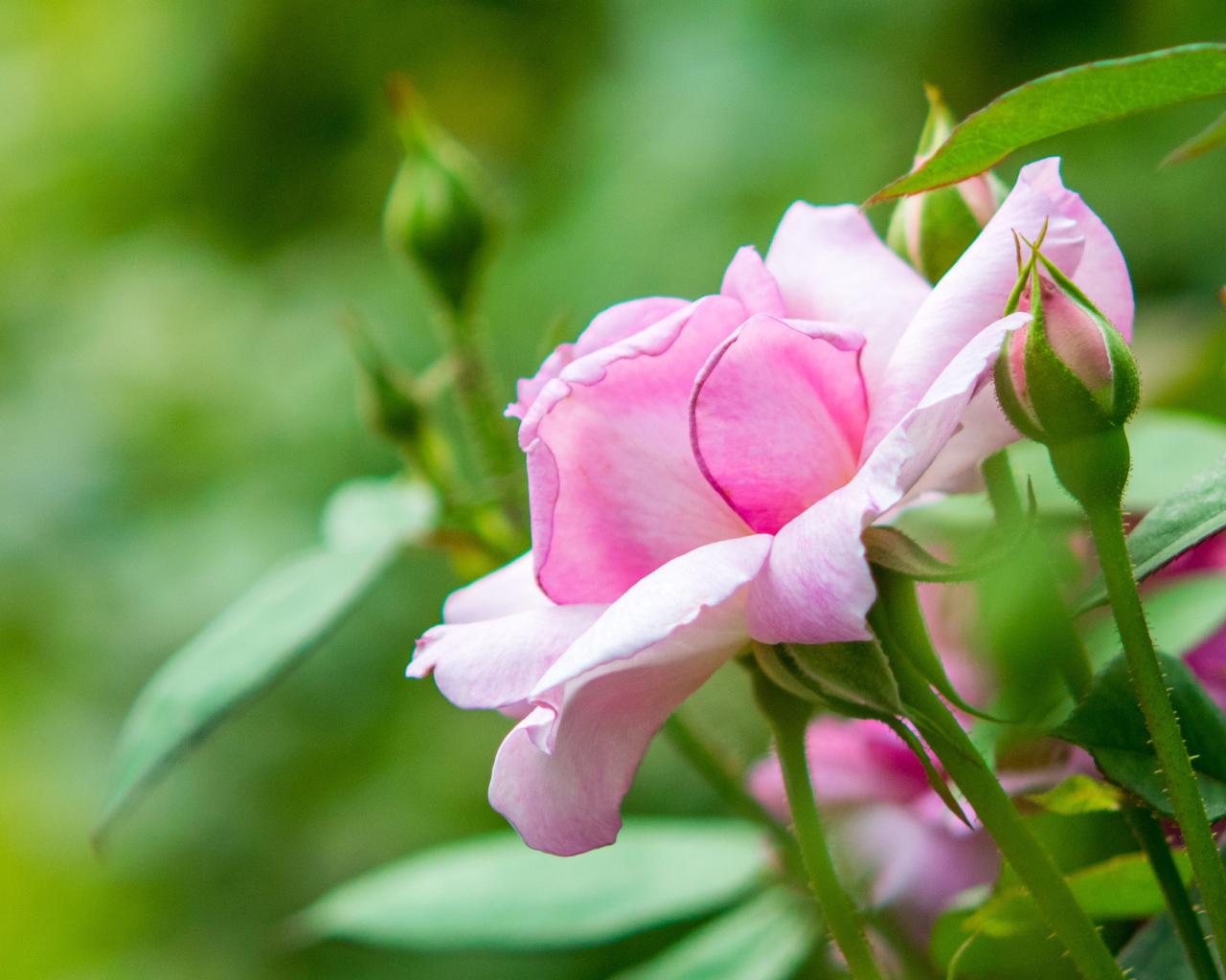 Розовая садовая роза с бутонами 