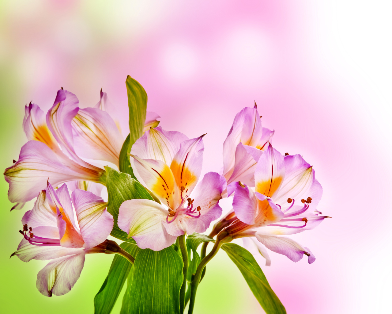 Розовые нежные цветы альстрёмерия крупным планом