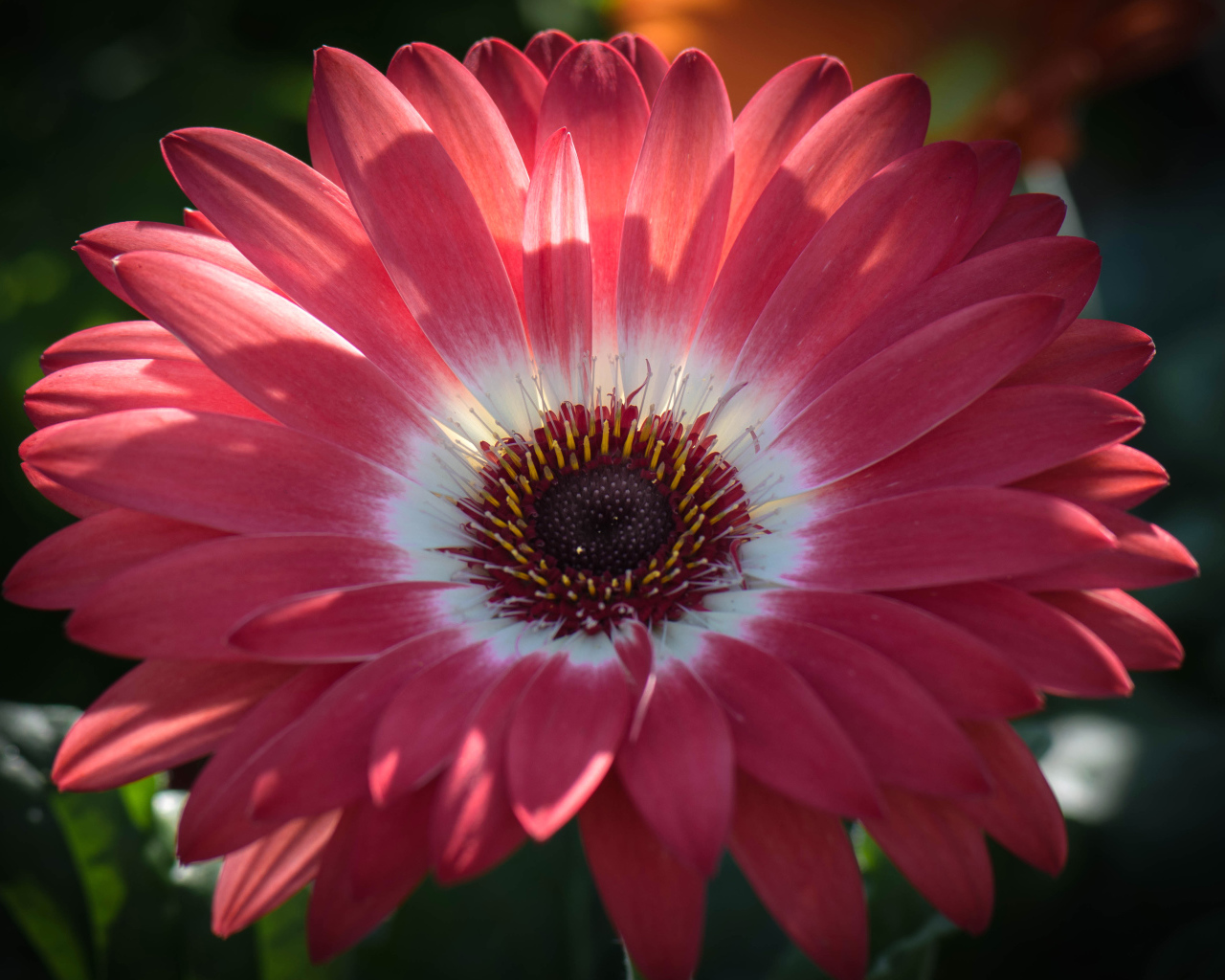 Розовая гербера в солнечном свете крупным планом