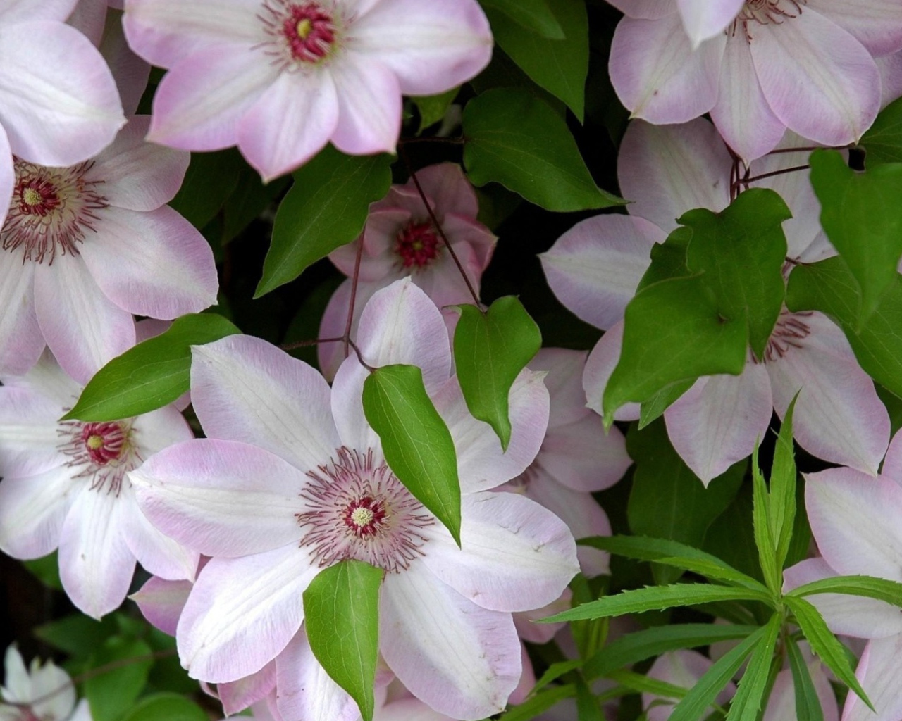 Розовые крупные цветы клематисы 