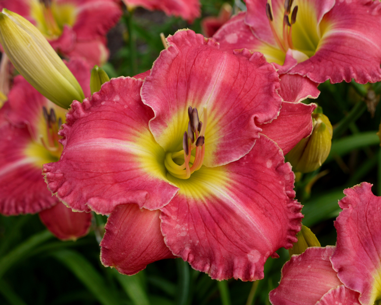 Розовые лилии с бутонами крупным планом