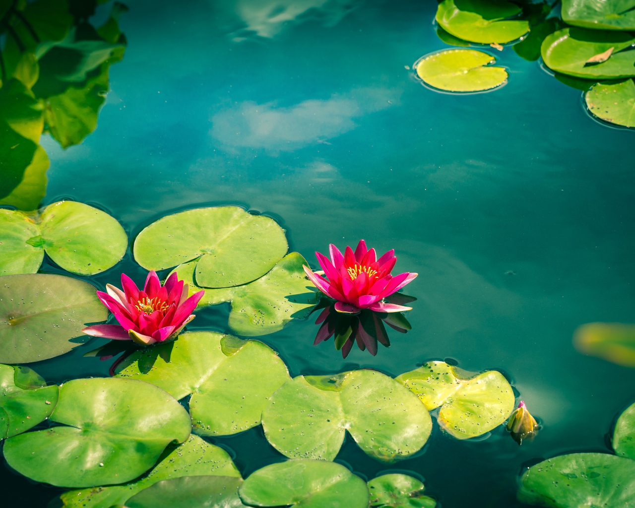 Розовые лотосы в голубой воде 