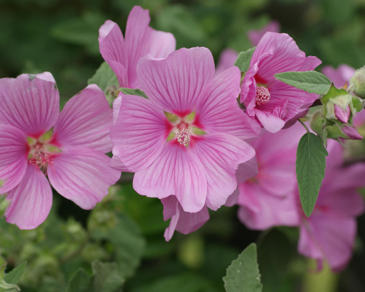 Розовый цветок мальва крупным планом