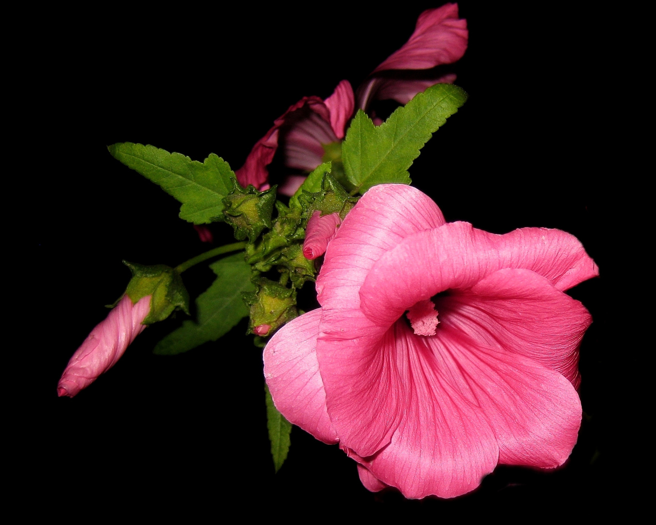 Розовые цветы мальва крупным планом на черном фоне 