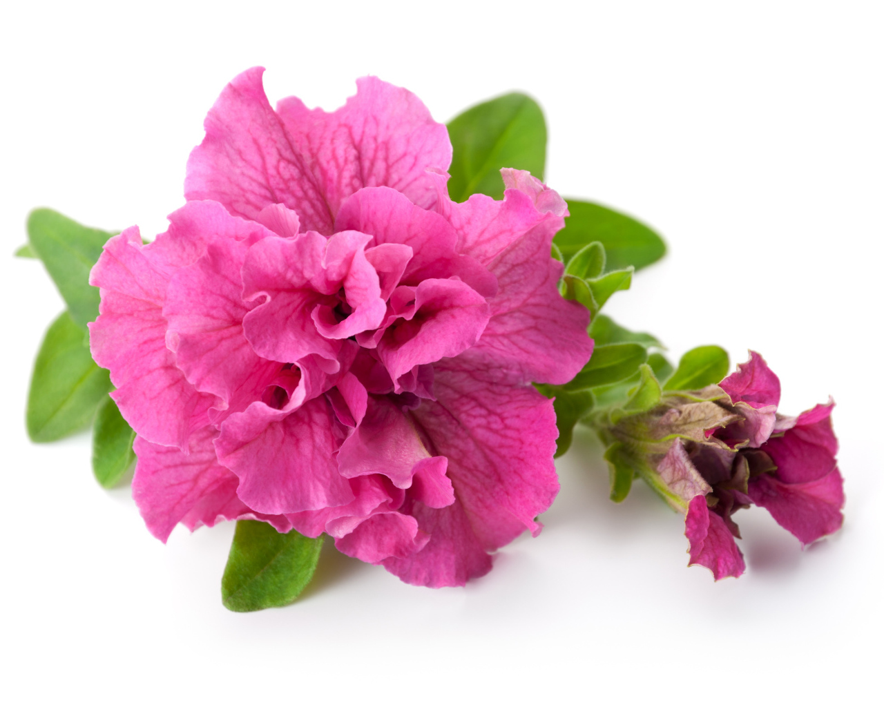 Розовый цветок петуния крупным планом на белом фоне