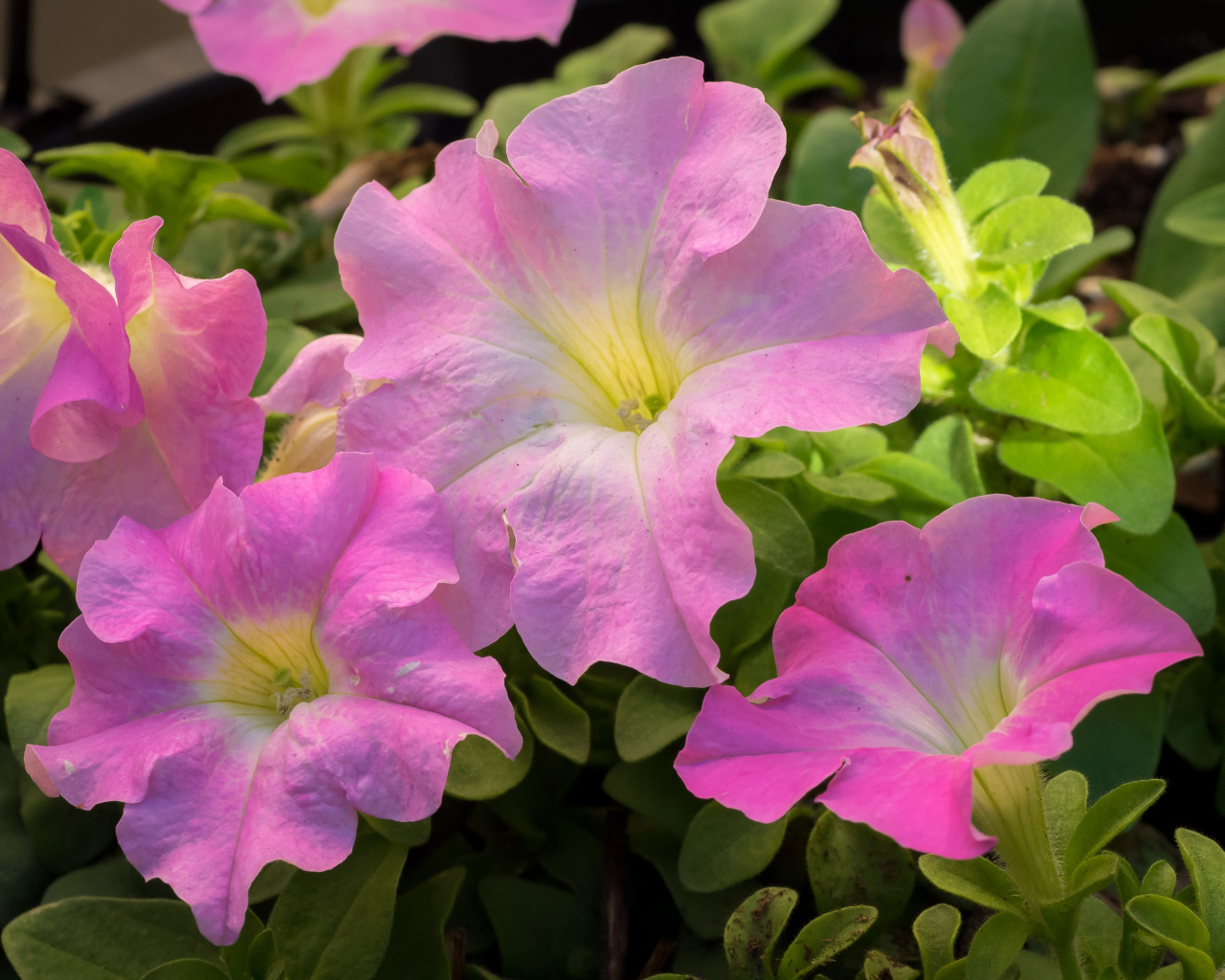 Цветы петуния розового цвета крупным планом