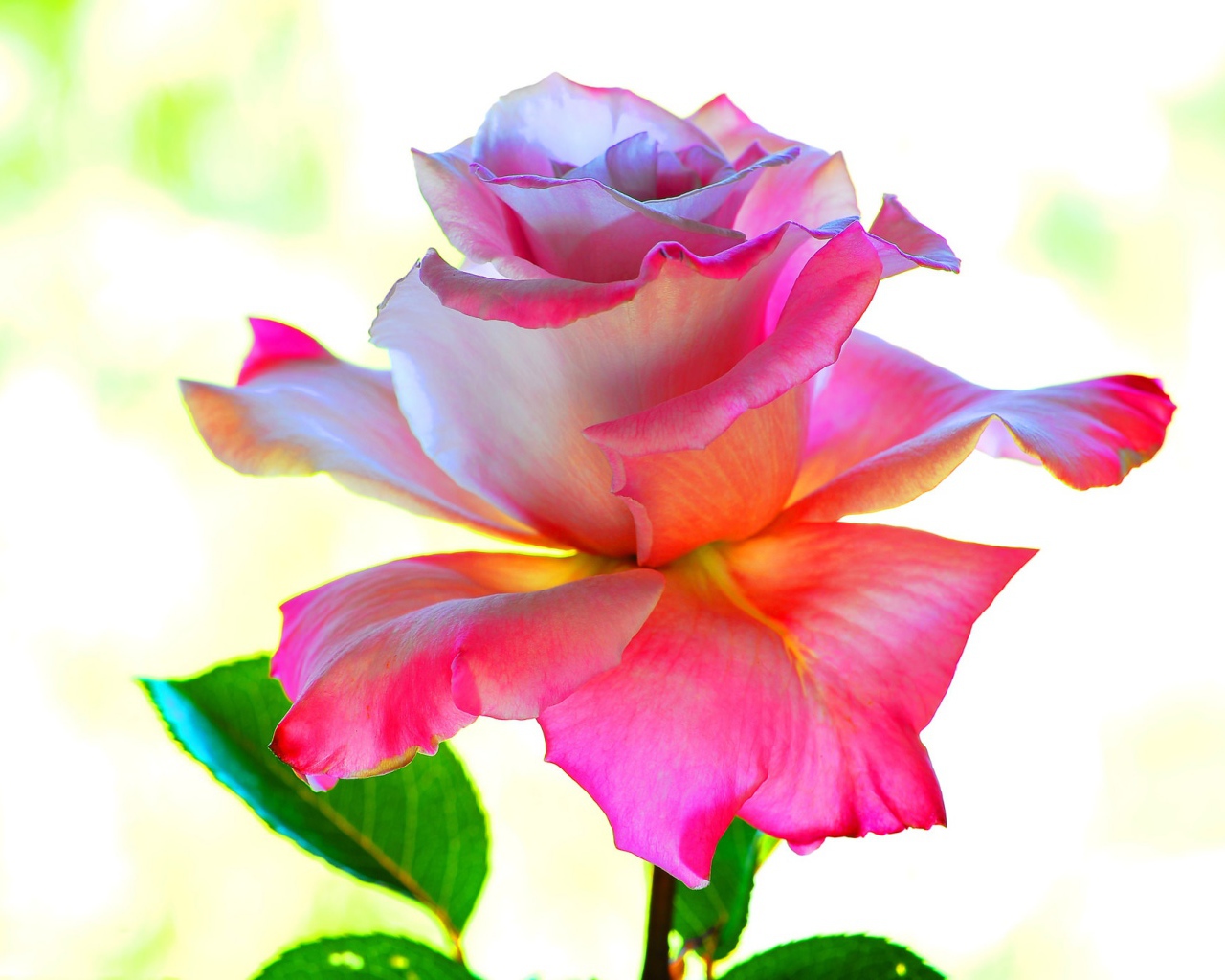 Розовый цветок розы крупным планом