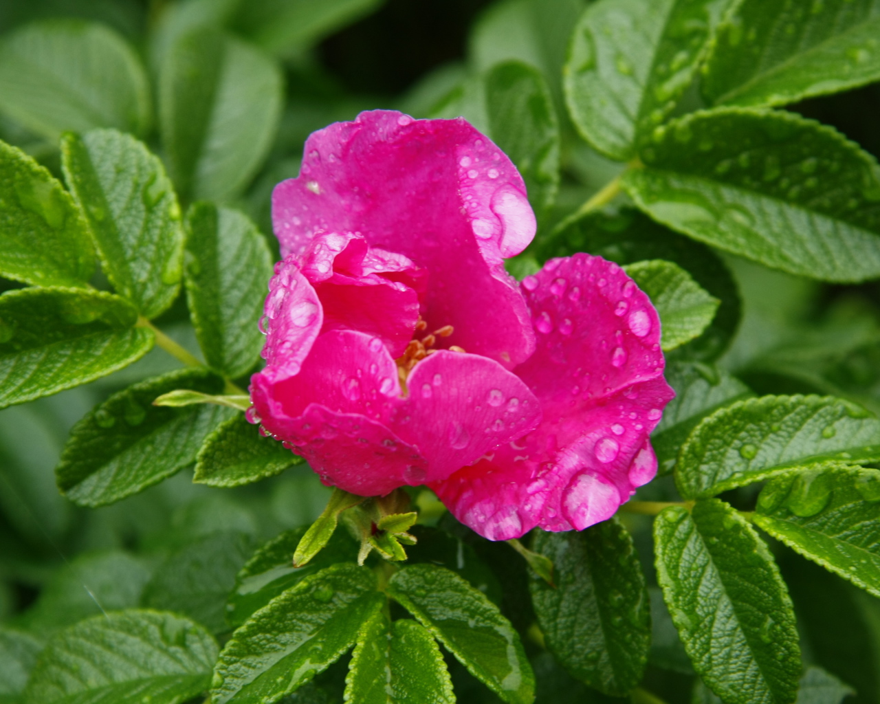 Розовый цветок шиповника в каплях дождя