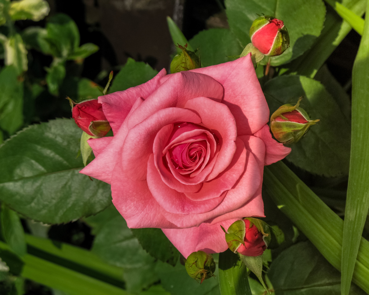 Розовая роза с бутонами на клумбе 