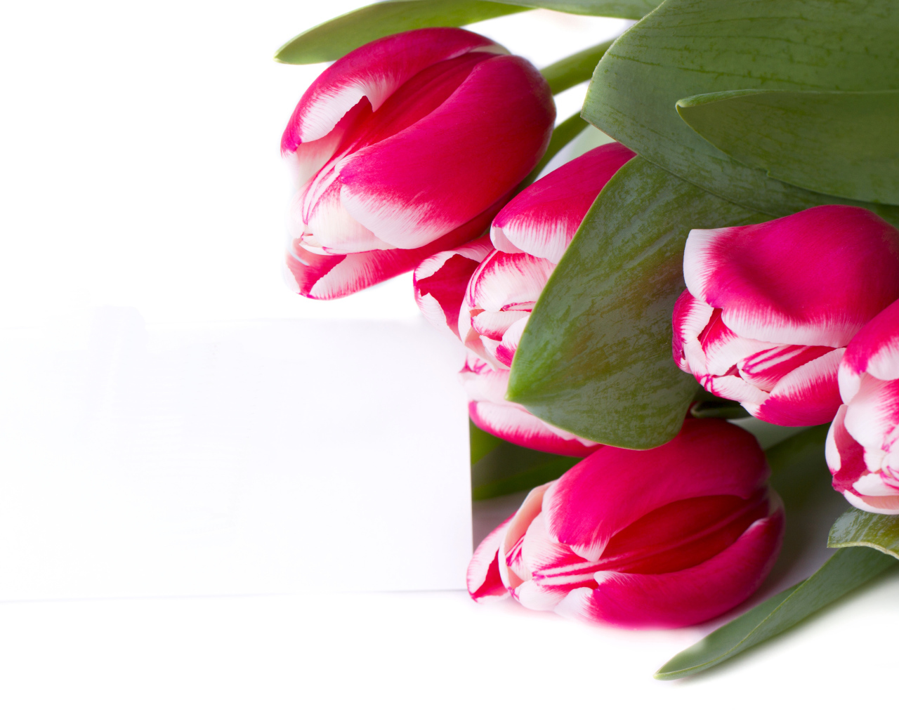 Розовые тюльпаны на белом фоне 