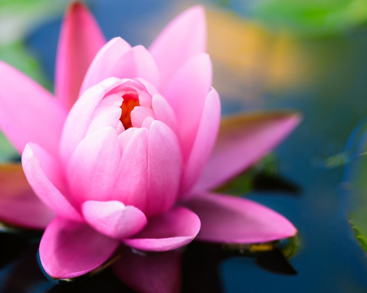 Розовая водяная лилия в пруду 