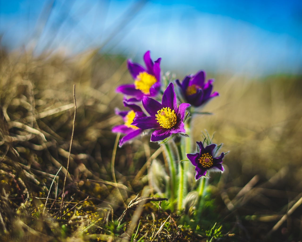 Фиолетовые полевые цветы  ветреница 