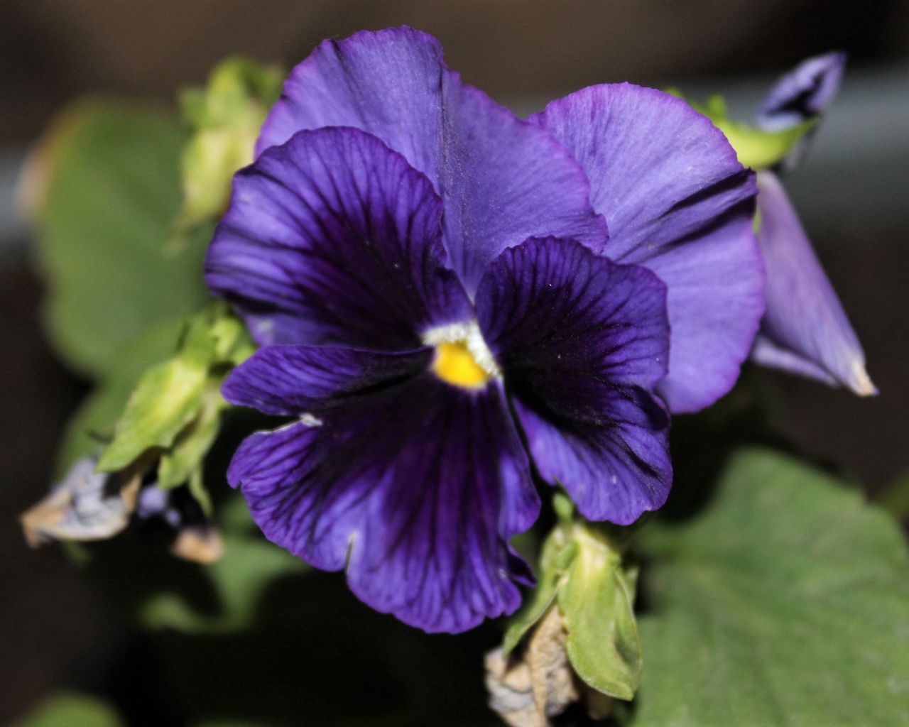 Фиолетовый цветок анютины глазки крупным планом