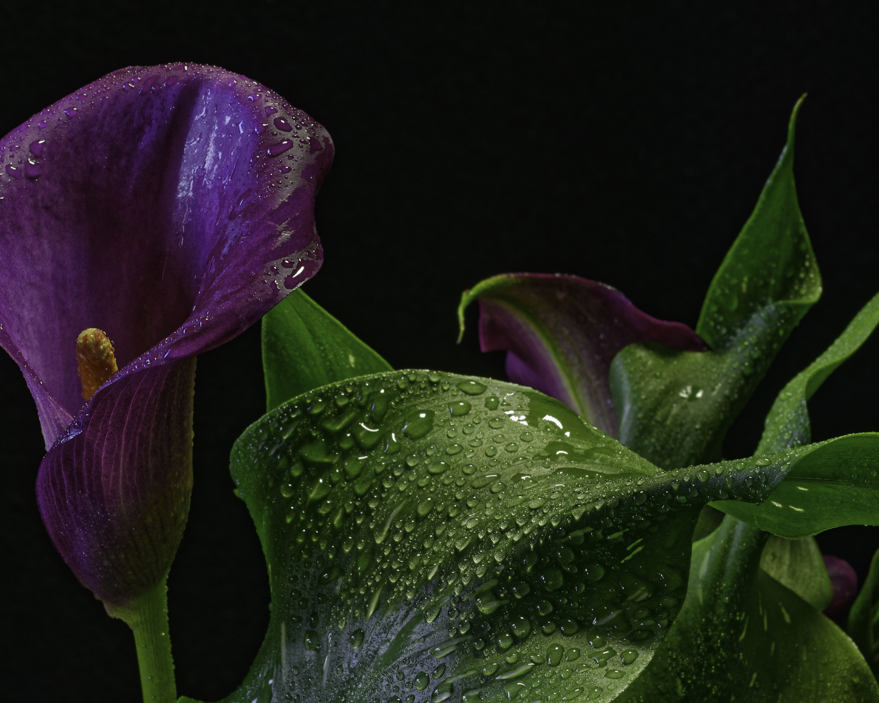 Фиолетовый цветок зантедеския в каплях воды на черном фоне