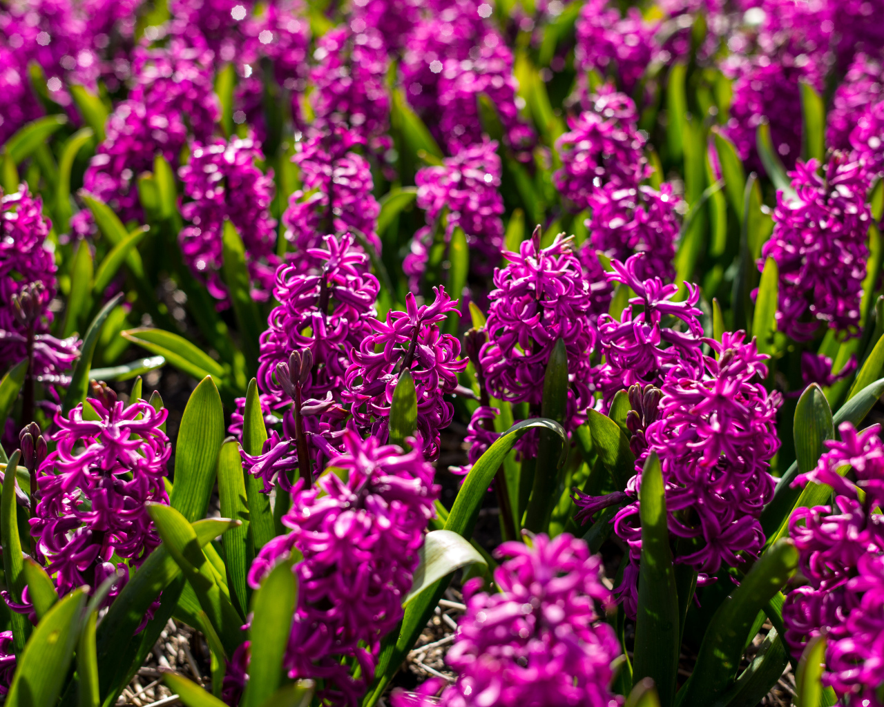 Фиолетовые цветы гиацинты на клумбе 