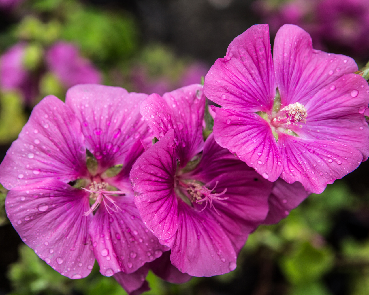 Лиловые цветы мальва в каплях росы