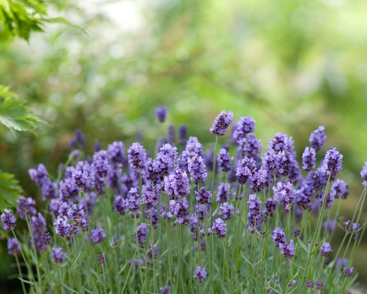 Фиолетовые цветы ароматной лаванды