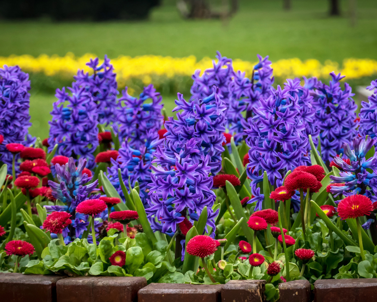 Фиолетовые гиацинты и красные маргаритки на клумбе