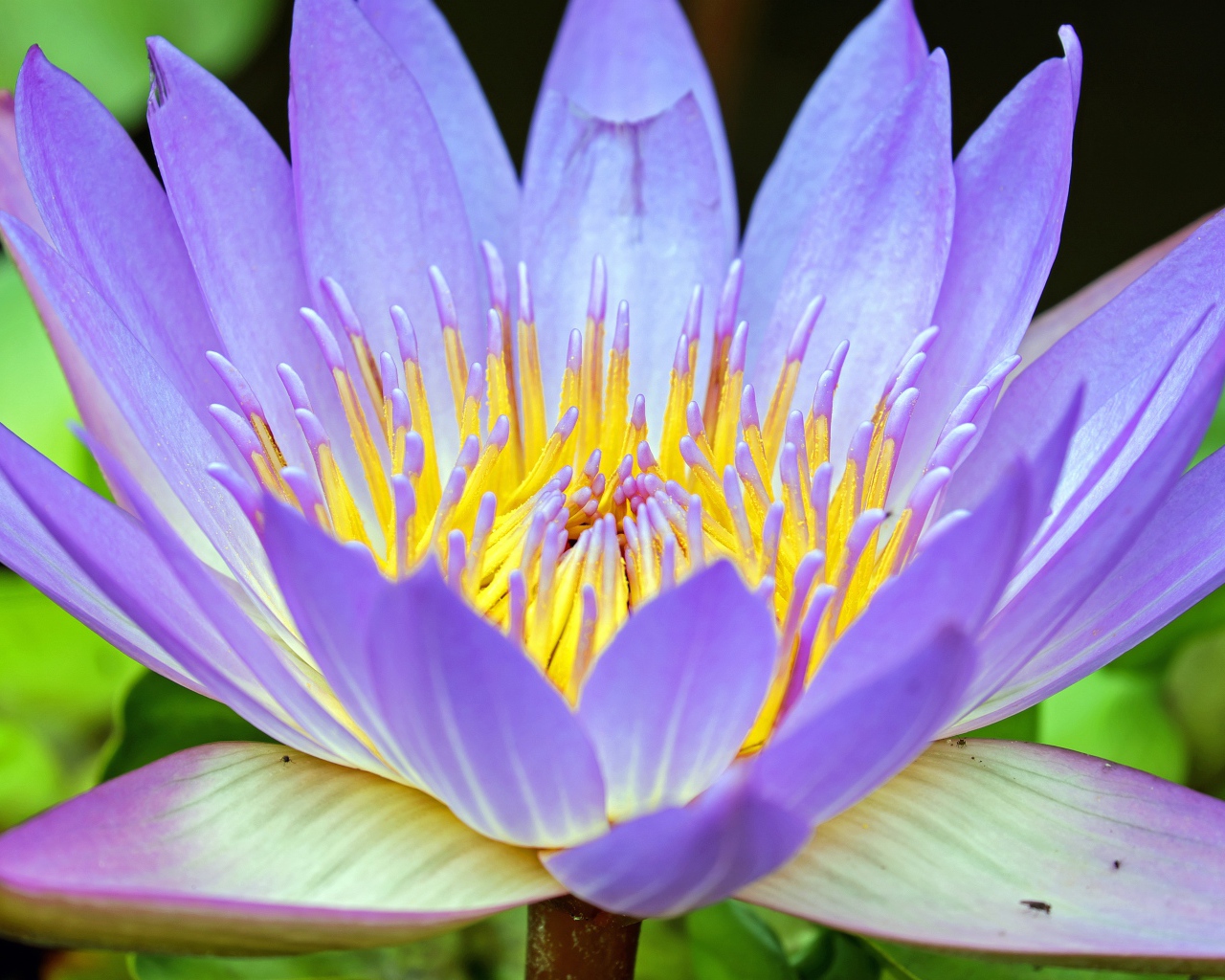 Фиолетовый крупный цветок лотос 