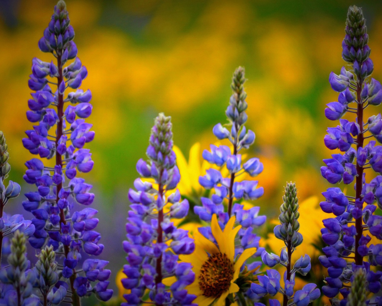 Сиреневые полевые цветы люпин 