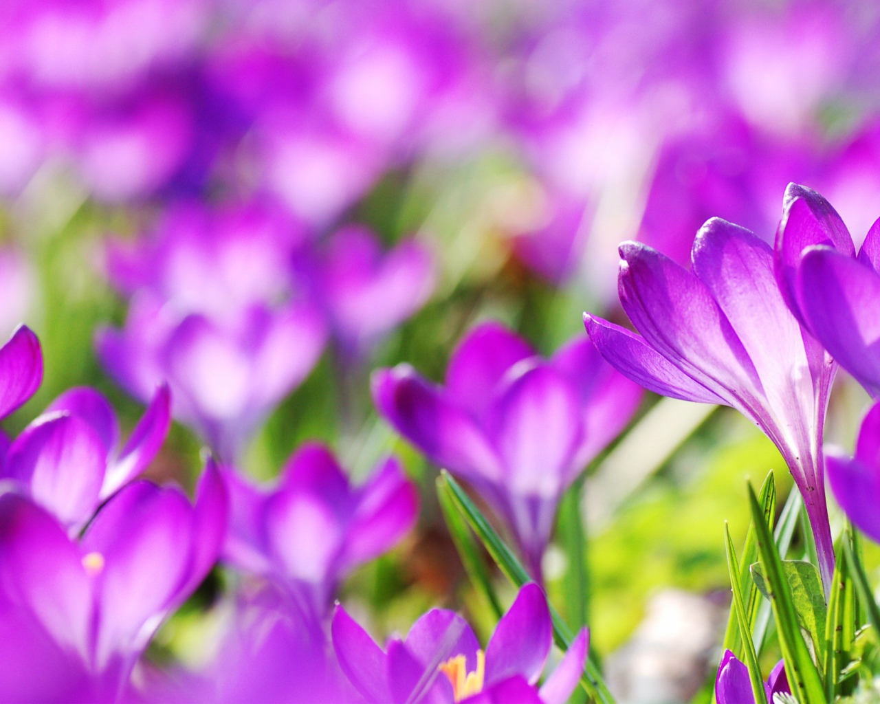 Фиолетовые весенние цветы крокусы 