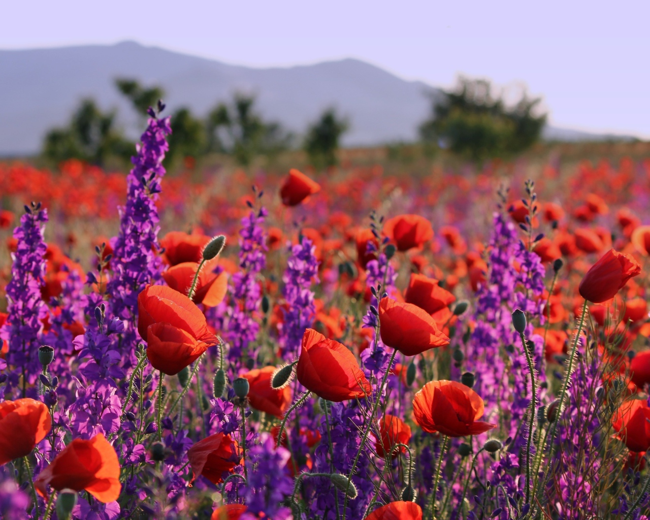 Фиолетовые полевые цветы и красные маки в лучах солнца в поле