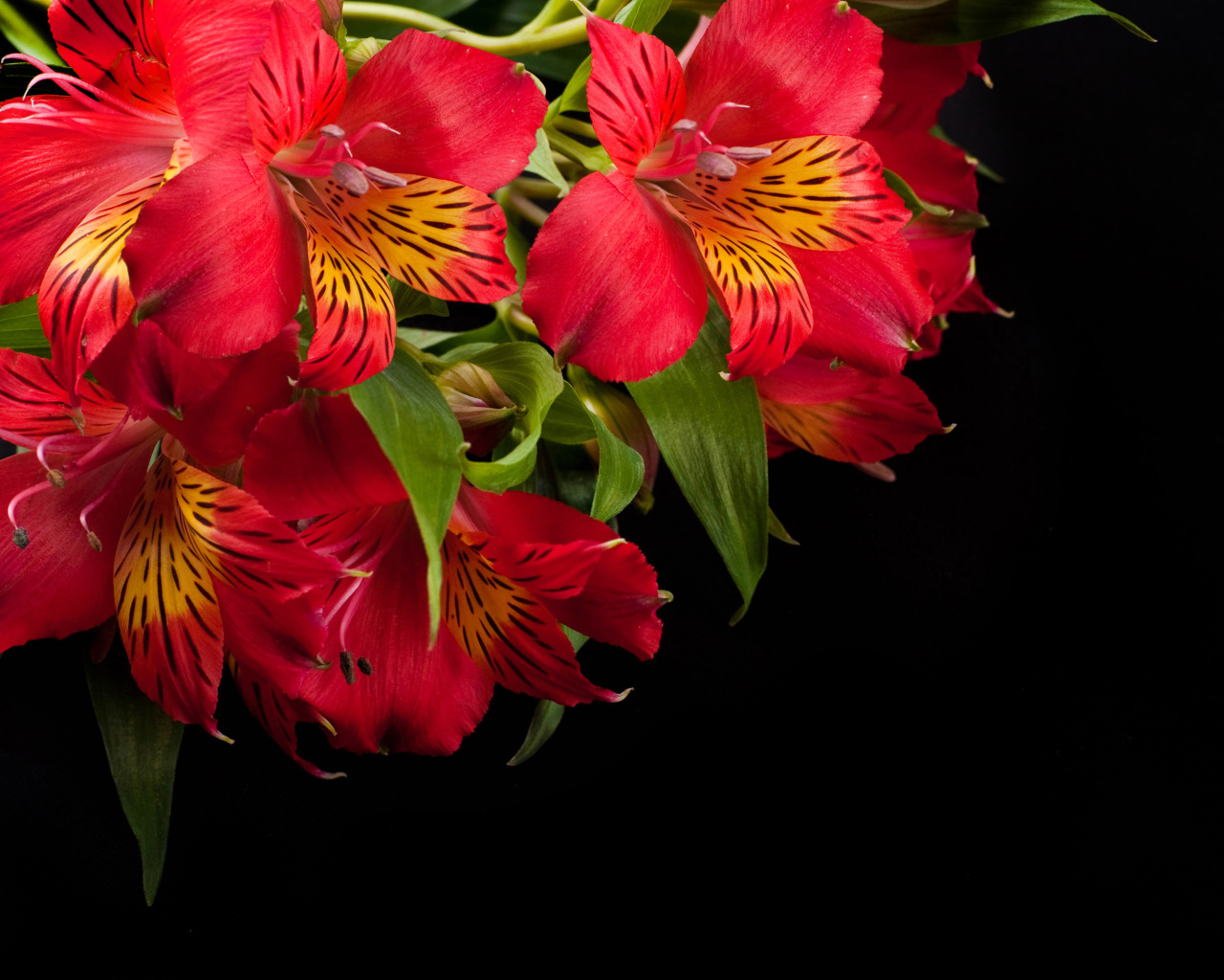 Красные цветы альстрёмерия крупным планом на черном фоне