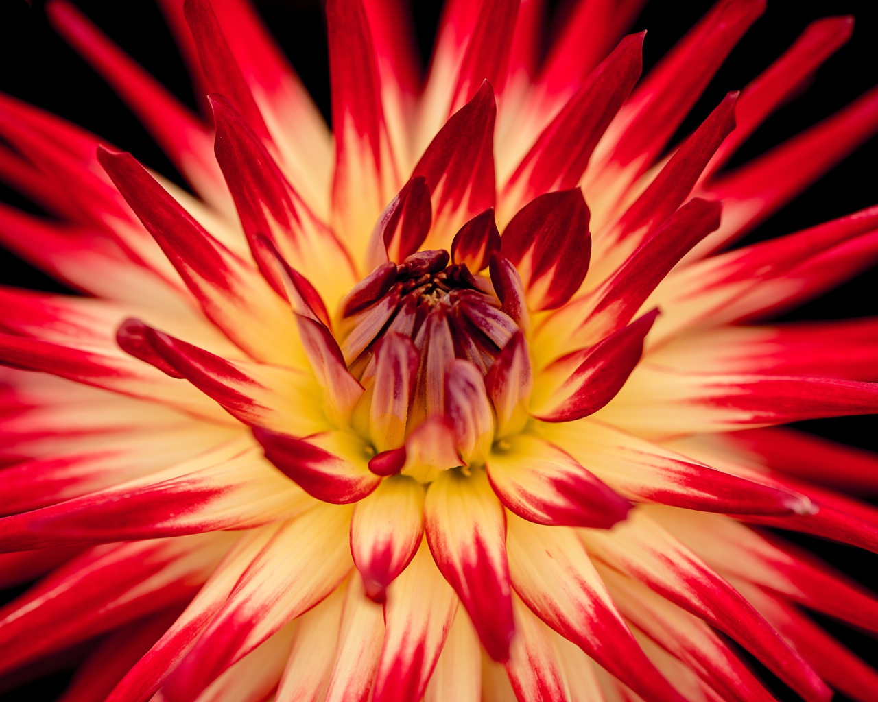 Красный цветок георгин  с острыми лепестками 