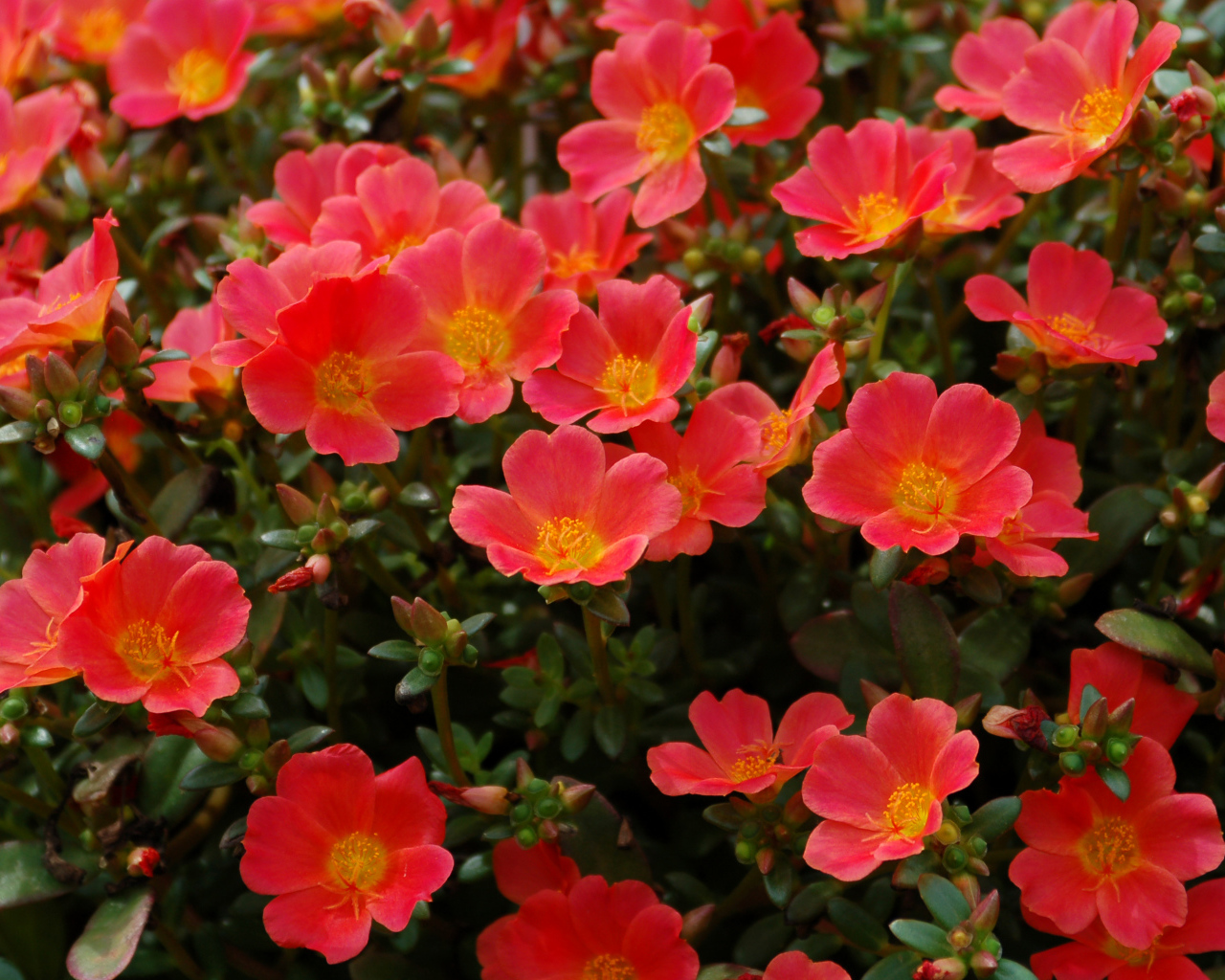 Красный портулак на клумбе крупным планом