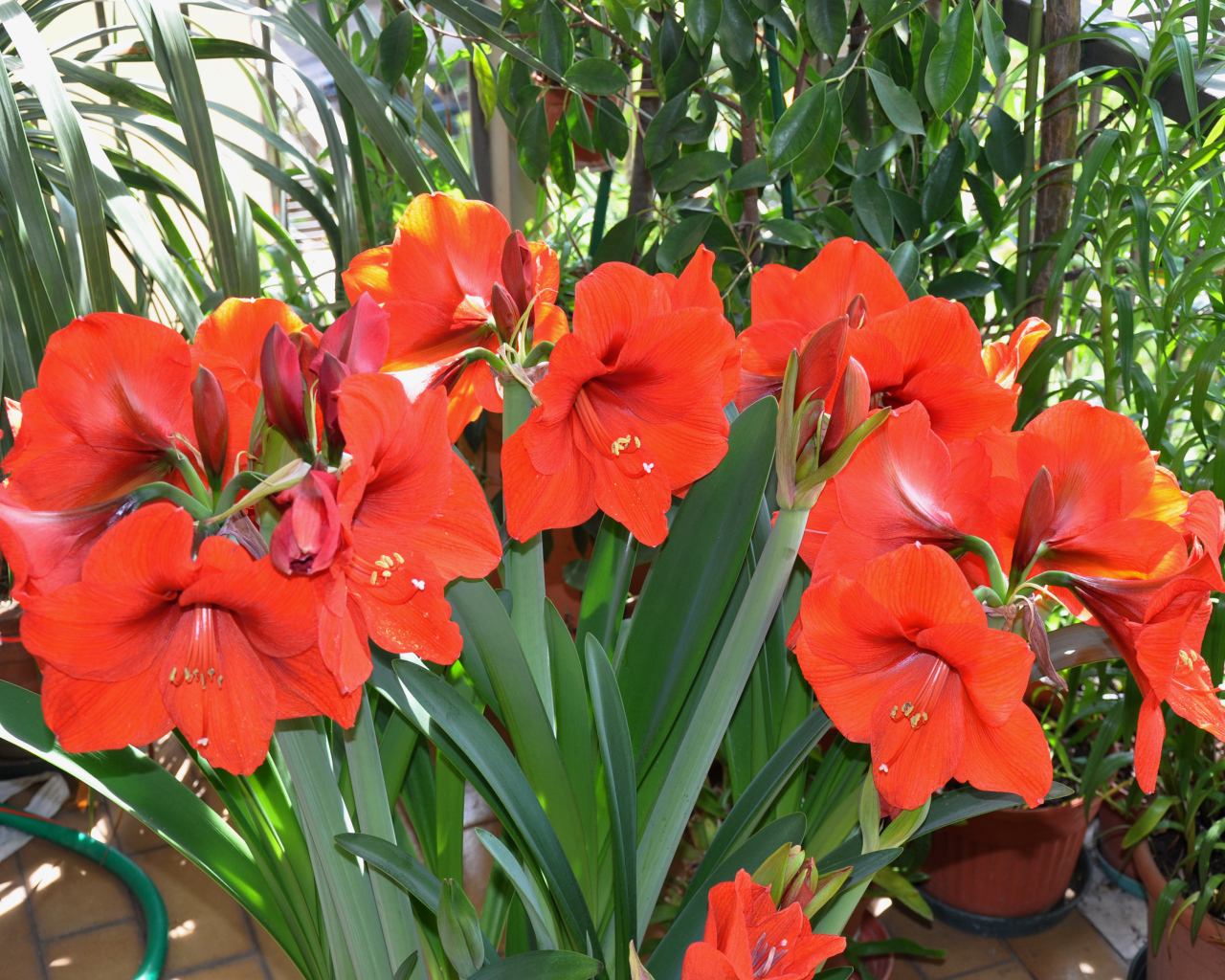 Красные комнатные цветы Амариллис