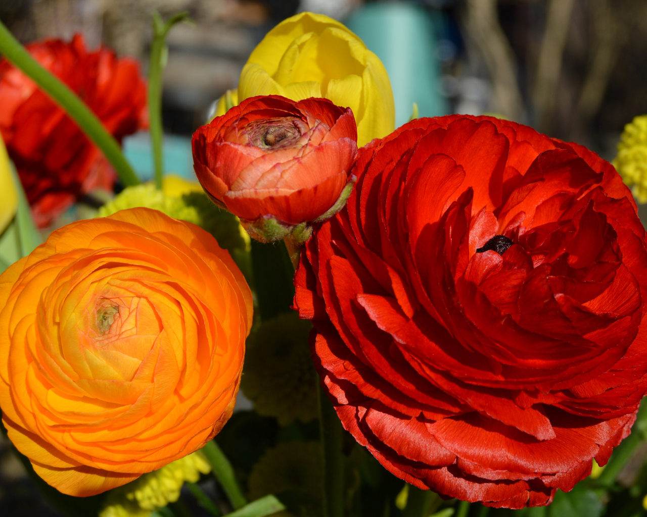 Красные и оранжевые цветы лютики