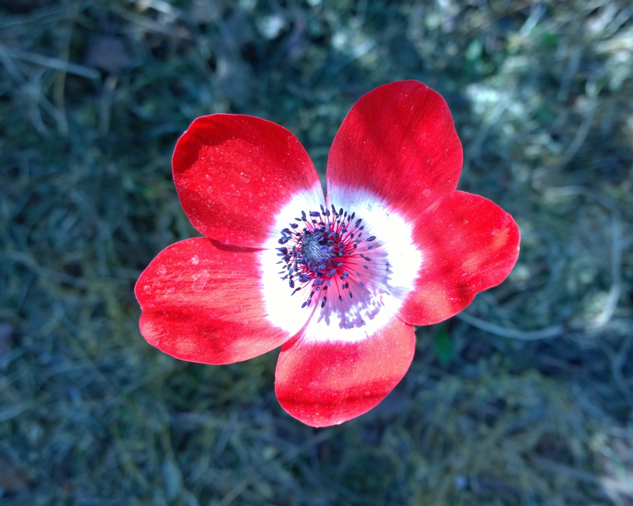 Красный цветок анемоны крупным планом