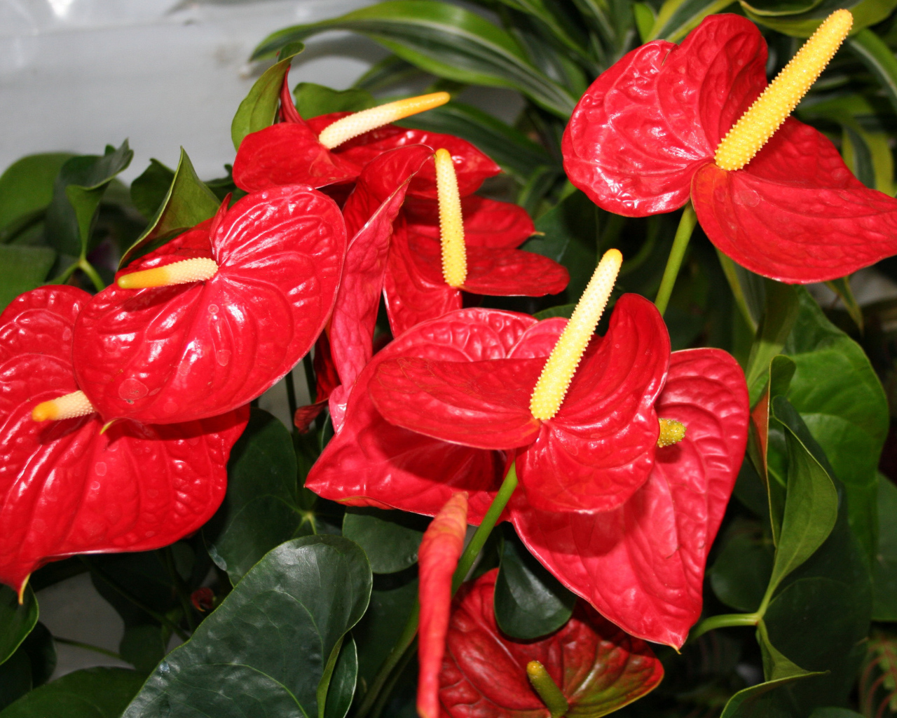 Красные цветы антуриум крупным планом