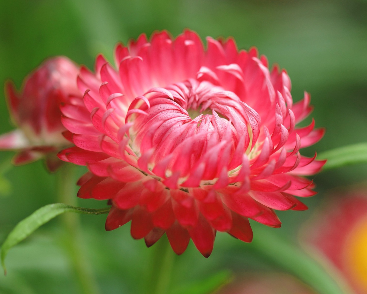 Красный цветок астра 